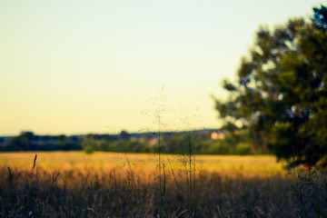 Obraz premium Yellow-green rustic field against the background of the forest and the moon in the early summer evening