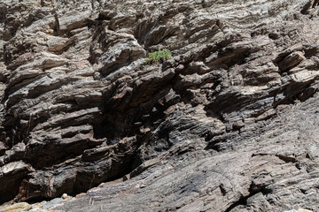Pequenas plantas que nasceram em fendas de rocha. Planta que, ganhou raízes numa pequena fenda de um rochedo e ai cresceu.