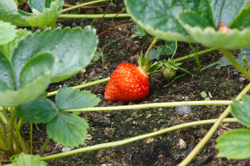 Little strawberry ripening in a vegetable garden during spring