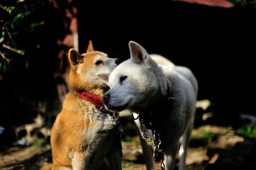 柴犬に舐めてもらっている紀州犬