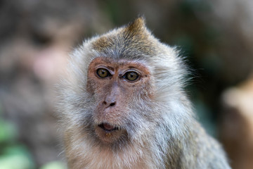Monkey Portrait, Thailand 