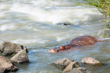Hippopotamus in Kruger National park, South Africa