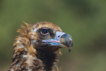 CINEREOUS VULTURE (Aegypius monachus), Campanarios de Azaba Biological Reserve, Salamanca, Castilla y Leon, Spain, Europe