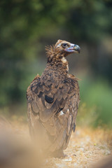 CINEREOUS VULTURE (Aegypius monachus), Campanarios de Azaba Biological Reserve, Salamanca, Castilla y Leon, Spain, Europe