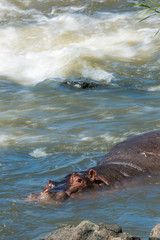 Hippopotamus in Kruger National park, South Africa