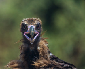 CINEREOUS VULTURE (Aegypius monachus), Campanarios de Azaba Biological Reserve, Salamanca, Castilla y Leon, Spain, Europe