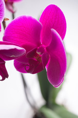 Beautiful purple phalaenopsis Orchid Flower around white background. close up