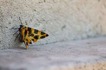 butterfly on leaf yellow 