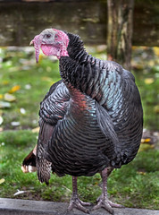 Turkey male in its enclosure