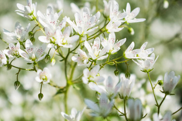 Small white flowers field close up photo.