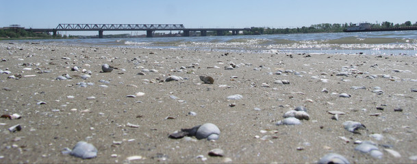 Seashells by the river.