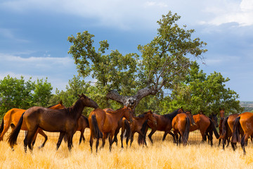 HORSE - CABALLO  (Equus ferus caballus), Campanarios de Azaba Biological Reserve, Salamanca,...