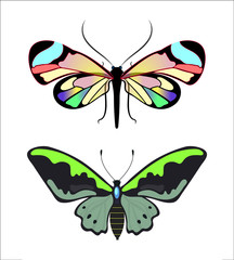 Set with two isolated on white background butterflies. Greta oto with bright colorful transpaarent wings, Rhopalocera with lemon green strips and black blemishes. Lepidoptera insects. Flat style