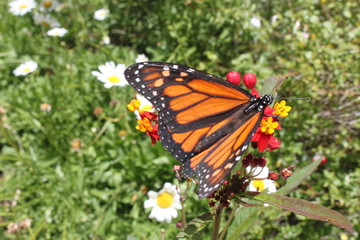 Monarch Butterfly on Flower