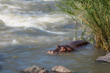 Hippopotamus in Kruger National park, South Africa