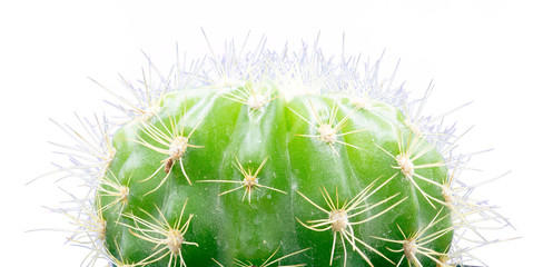  Green EUPHORBIA CULTIVARS cactus isolated on white background