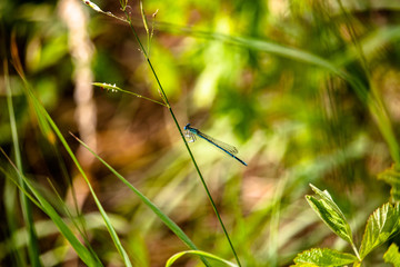 Lonely dragonfly in the nature.