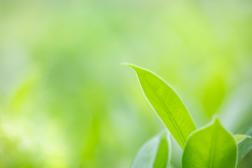 Close up of nature view green leaf on blurred greenery background under sunlight with bokeh and copy space using as background natural plants landscape, ecology wallpaper concept.