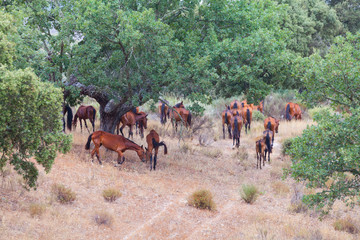 HORSE - CABALLO  (Equus ferus caballus), Campanarios de Azaba Biological Reserve, Salamanca,...