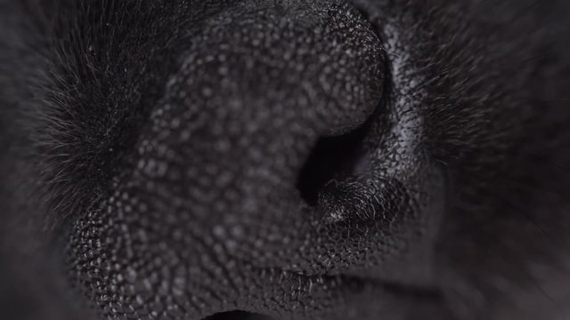 Labrador Retriever puppy macro close up of his nose