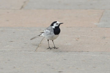 White Wagtail, Motacilla alba.