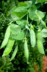 Closeup on pea plant with wet pods.