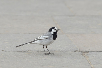 White Wagtail, Motacilla alba.