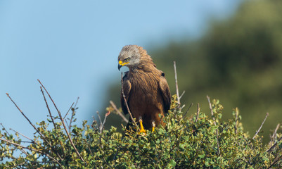 BLACK KITE (Milvus migrans), Campanarios de Azaba Biological Reserve, Salamanca, Castilla y Leon, Spain, Europe