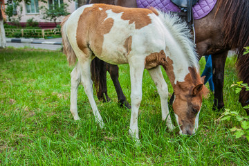 Fun horse. A foal walks in the park. Caring for horses. Walk in the park. Sunny day.