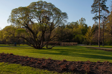 Obraz na płótnie Canvas Park with beautibul green trees. Spring landscape