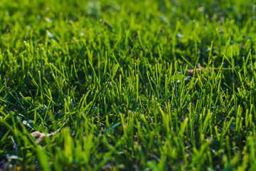 grass close-up. shallow depth of field.