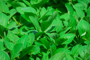 Soybeans on the field
