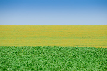 Soybeans on the field