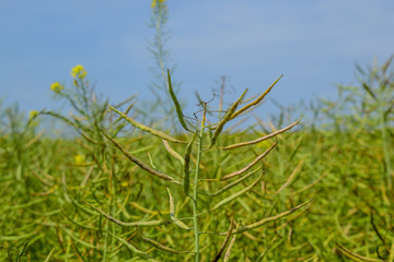Field of canola