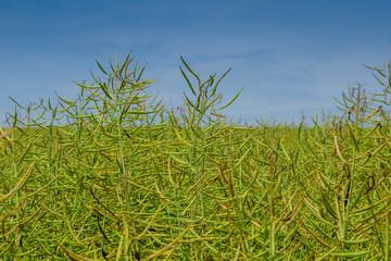 Field of canola
