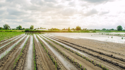 Flooded field as a result of heavy rain. Flood on the farm. Natural disaster and crop loss risks. Agriculture and farming. Ukraine, Kherson region. Leek growing in the field. Selective focus