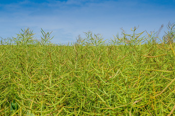 Field of canola