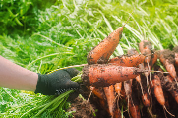 A farmer harvesting carrot on the field. Growing organic vegetables. Seacional job. Farming. Agro-industry. Agriculture. Farm. Ukraine, Kherson region. Freshly harvested carrots. Summer harvest