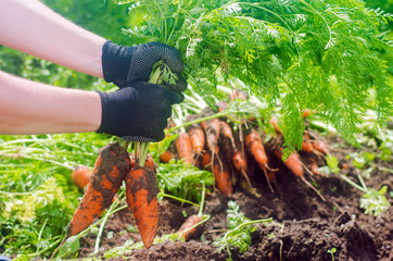 Carrot in the hands of a farmer. Harvesting. Growing organic vegetables. Freshly harvested carrots. Summer harvest. Agriculture. Seasonal job. Farming. Agro-industry. Farm. Ukraine, Kherson region.