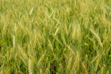 Ripening rye on the field