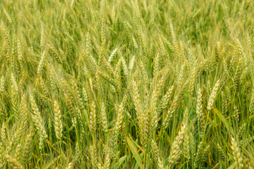 Ripening rye on the field