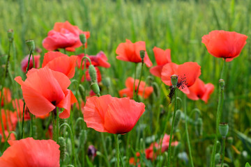 Poppies in the field