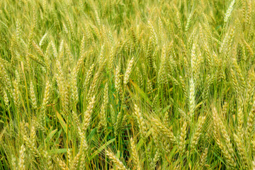 Ripening rye on the field