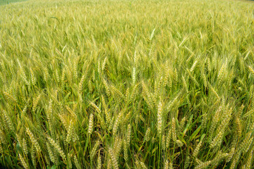 Ripening rye on the field