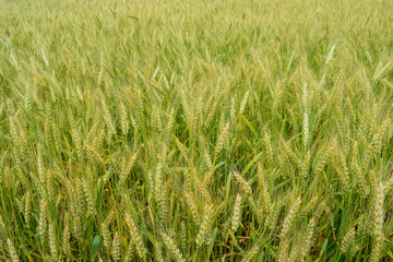 Ripening rye on the field
