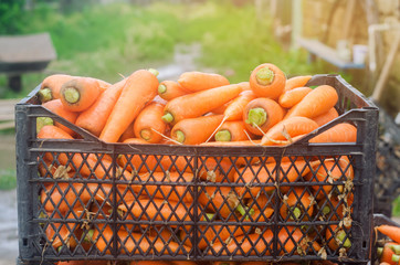 Freshly harvested carrots in boxes. Eco friendly vegetables ready for sale. Summer harvest....
