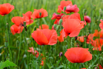 Poppies in the field