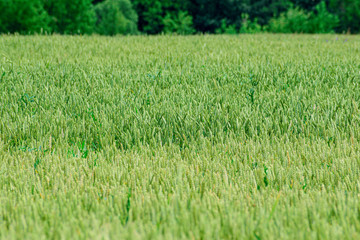 Green wheat growing