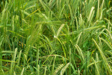 Fototapeta premium Ripening barley on the field
