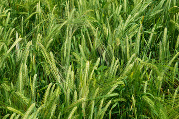 Fototapeta na wymiar Ripening barley on the field